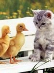 pic for duck and cat